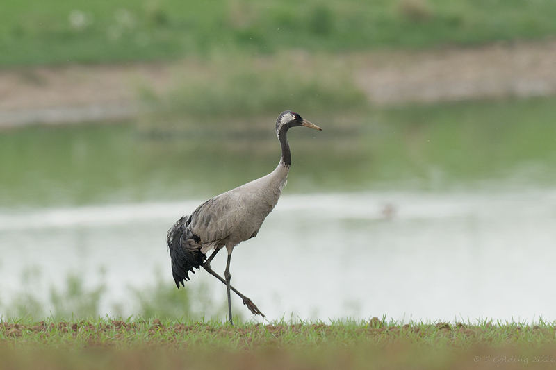 Common Crane