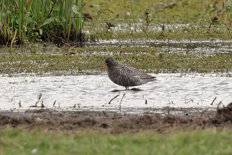Spotted Redshank