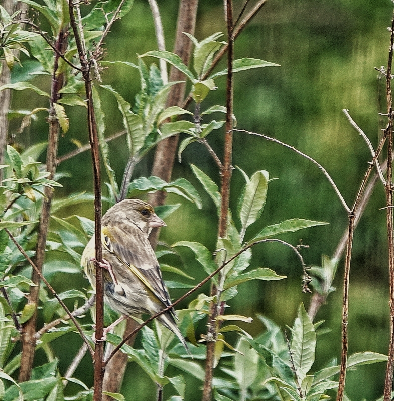 Greenfinch