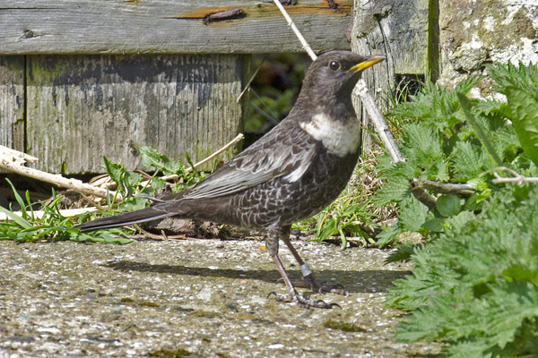 Ring Ouzel
