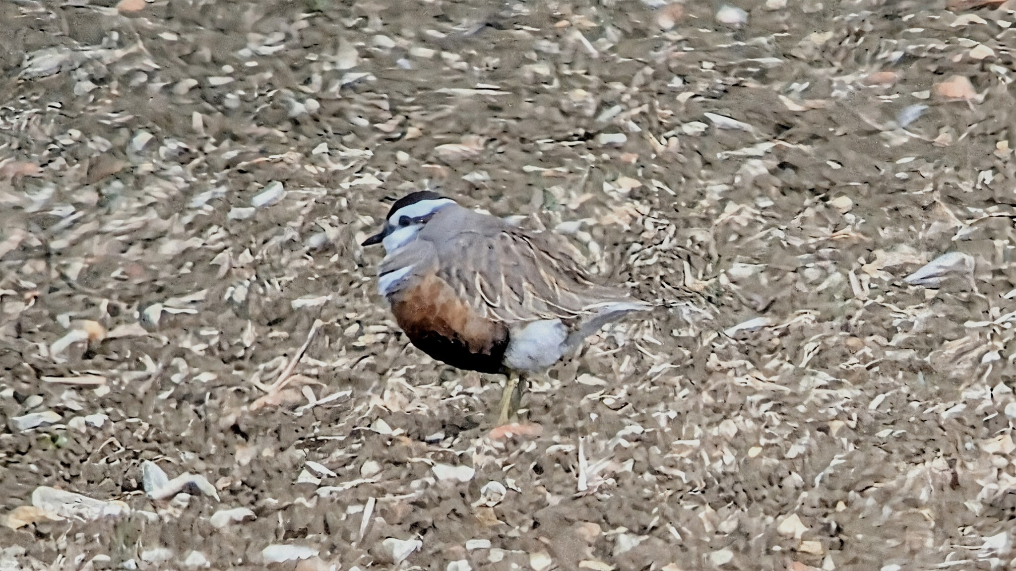 Dotterel 