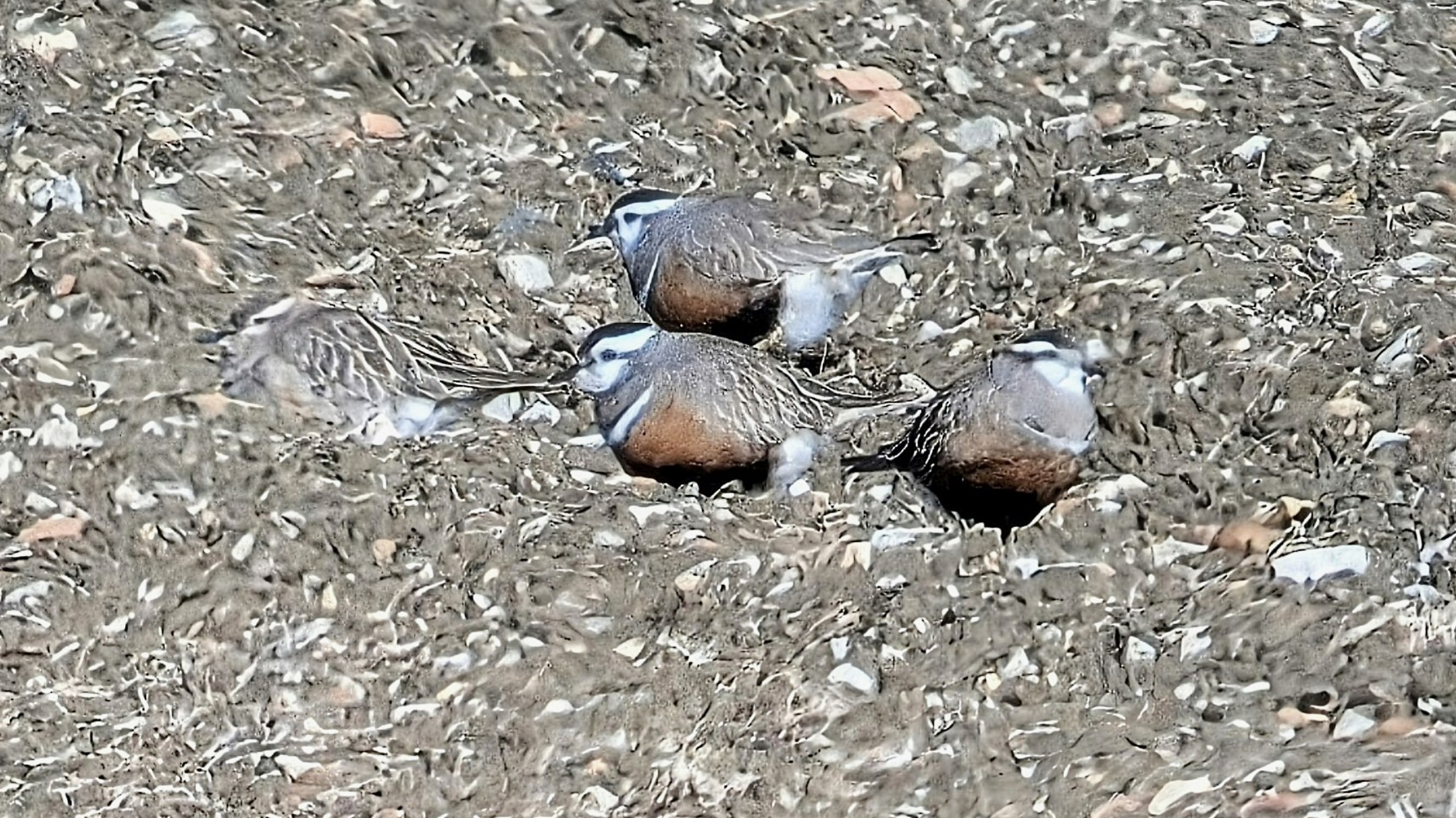 Dotterel 
