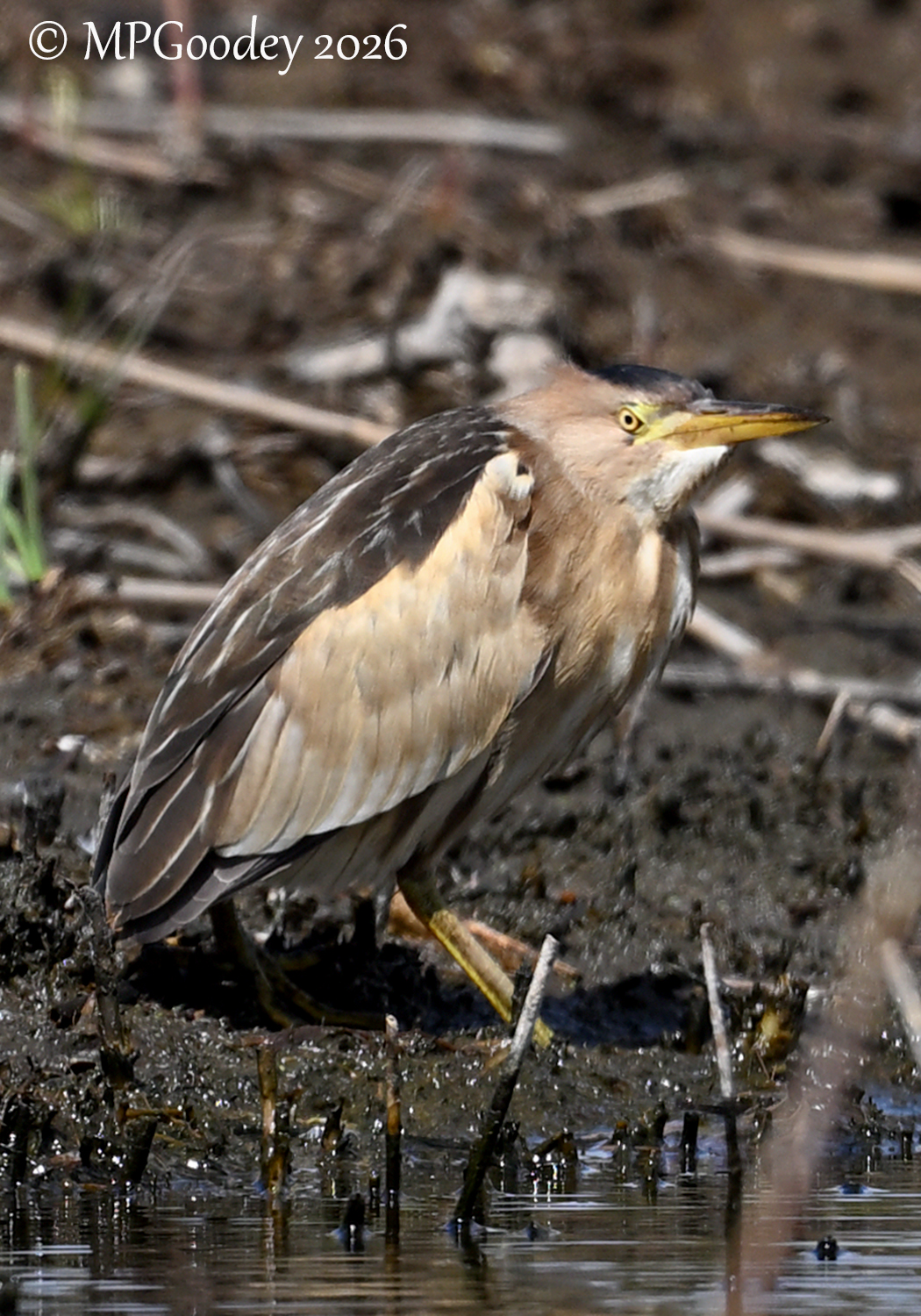 Little Bittern