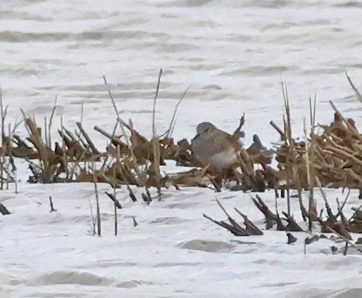 Temminck's Stint