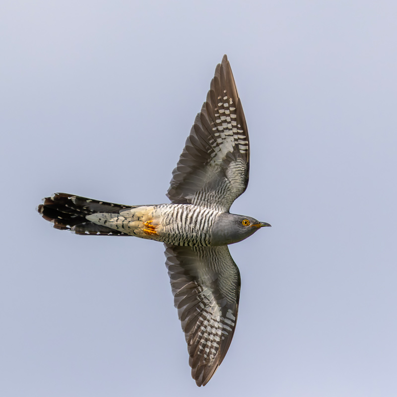 Cuckoo