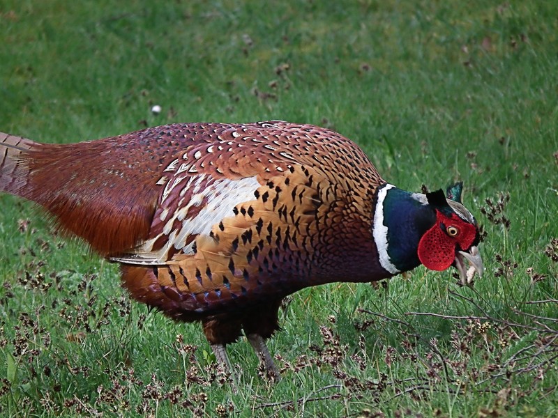 Pheasant