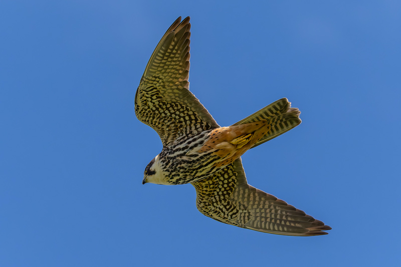 Hobby