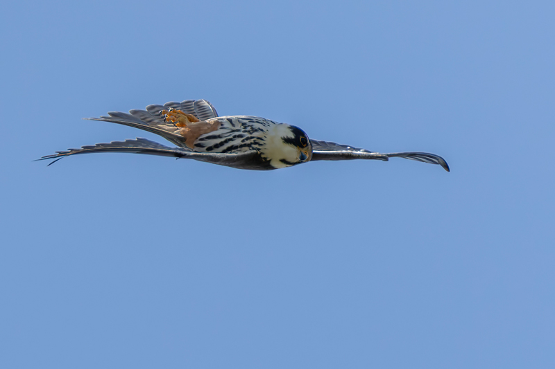 Hobby