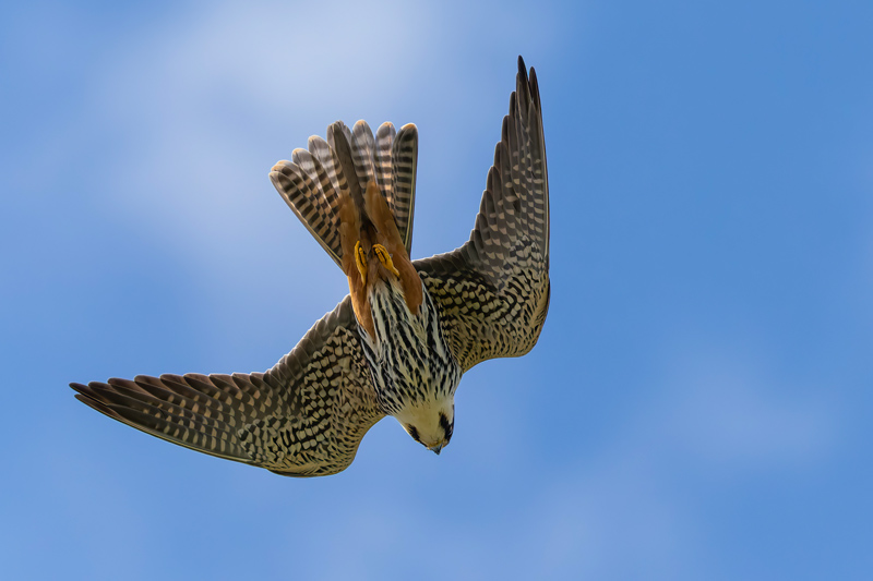 Hobby