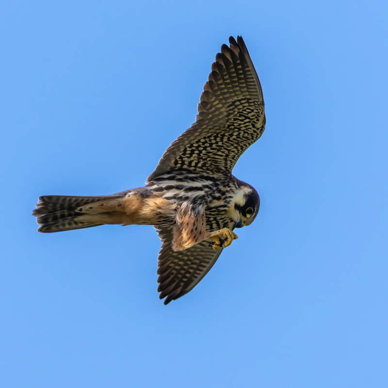 Hobby