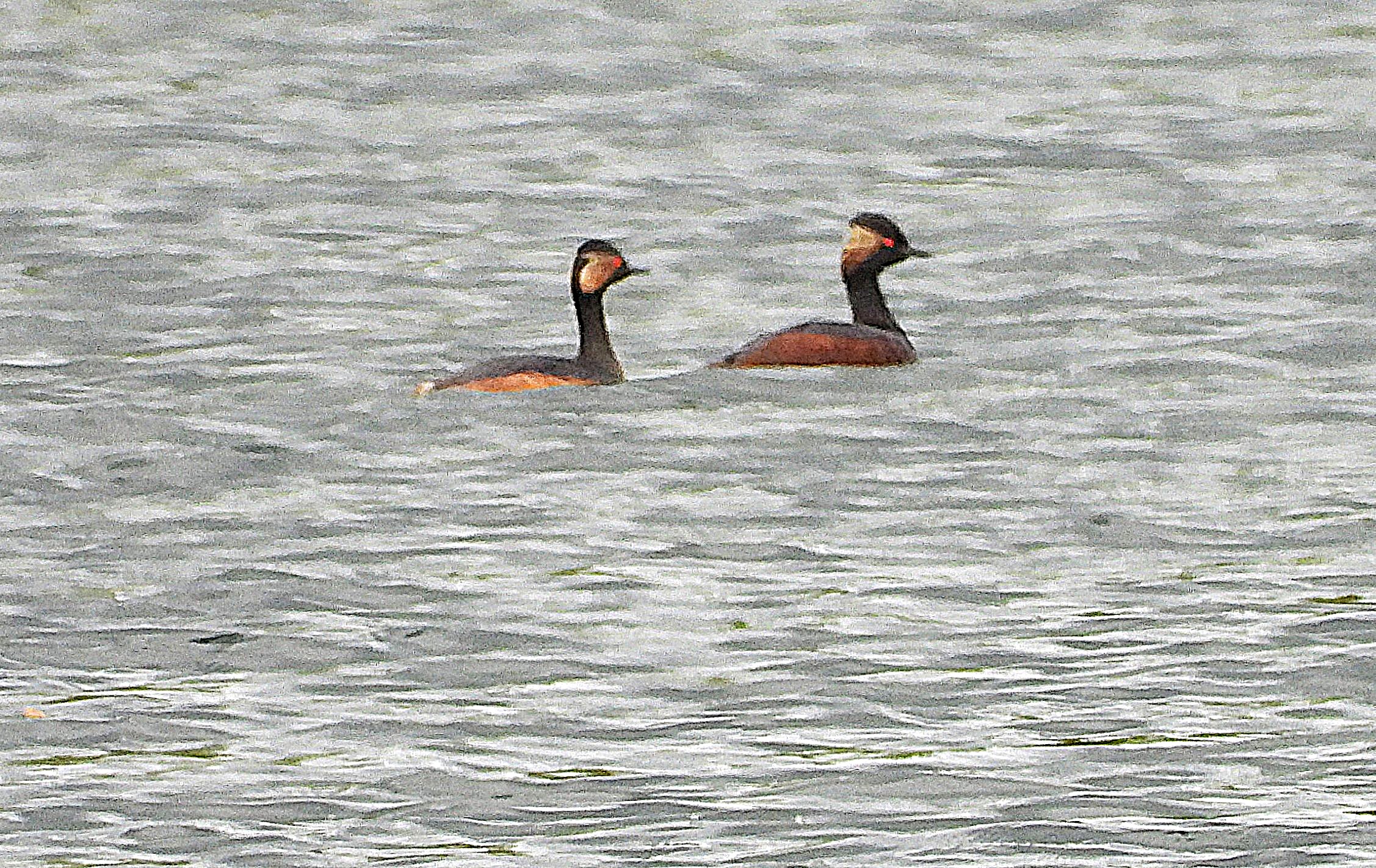 Black-necked Grebe