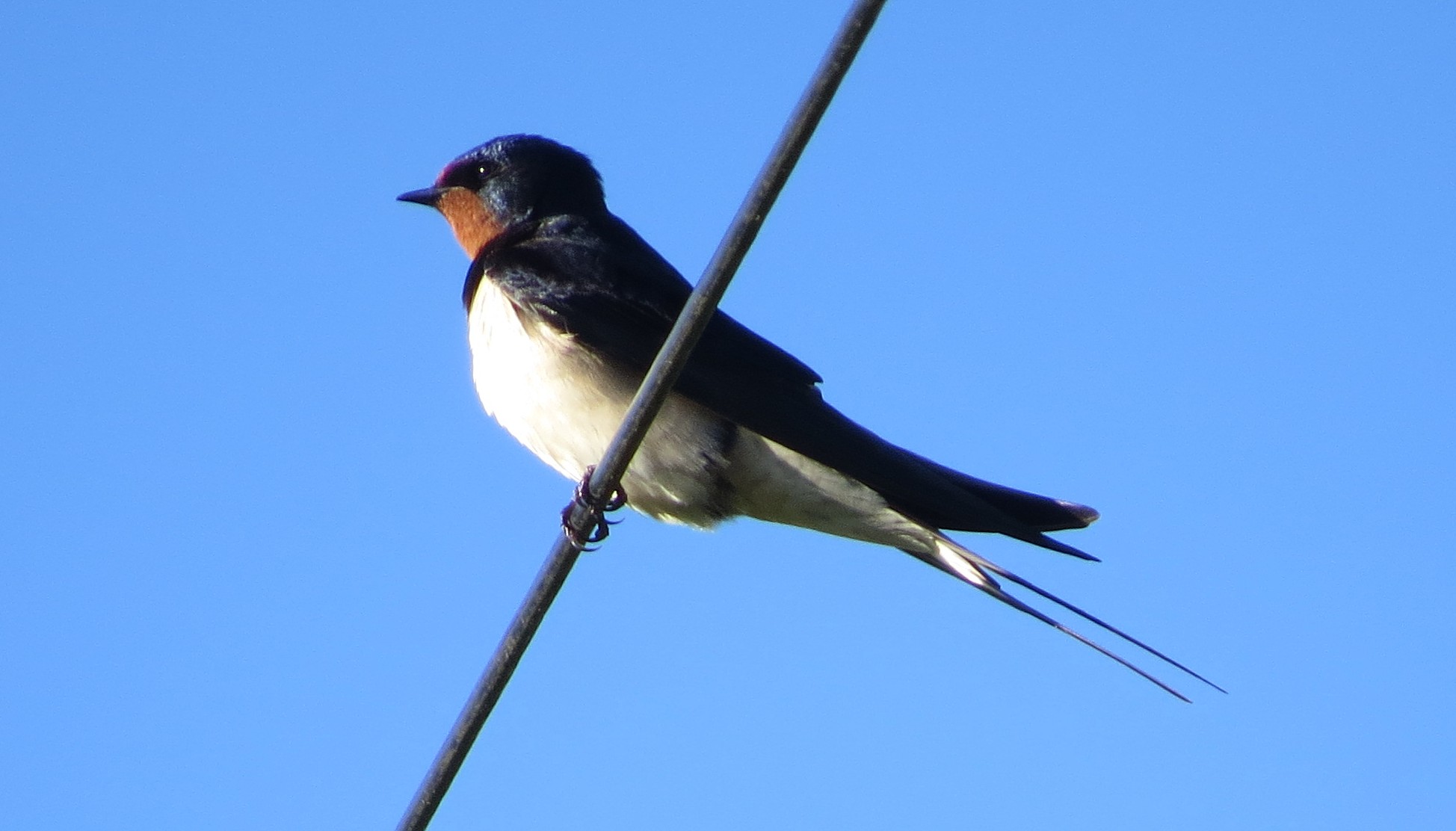 Swallow