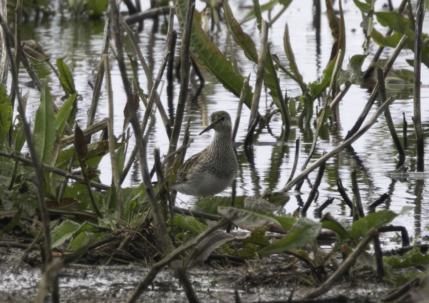 Pectoral Sandpiper