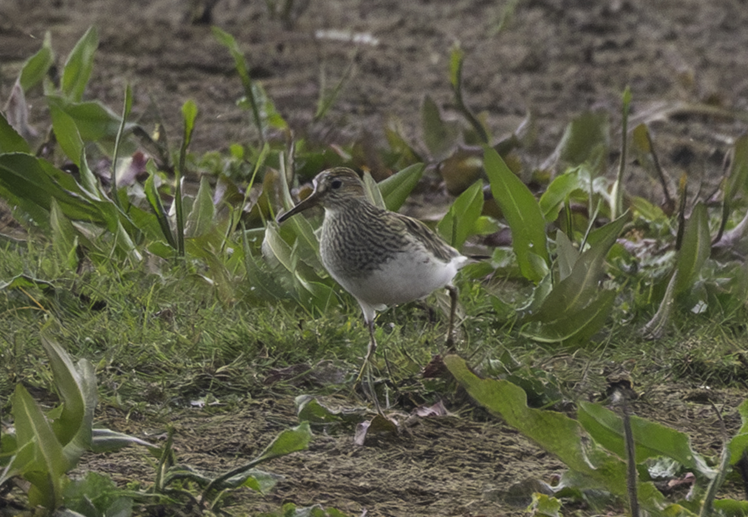 Pectoral Sandpiper