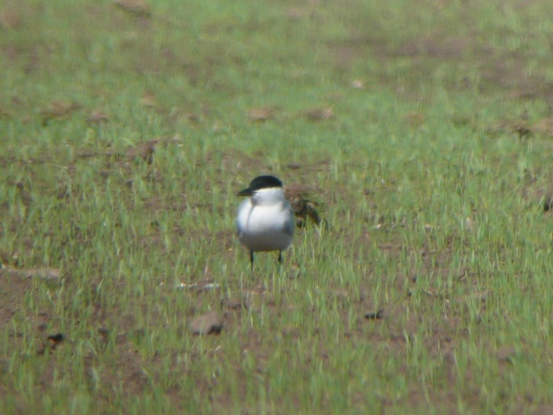 Gull-billed Tern