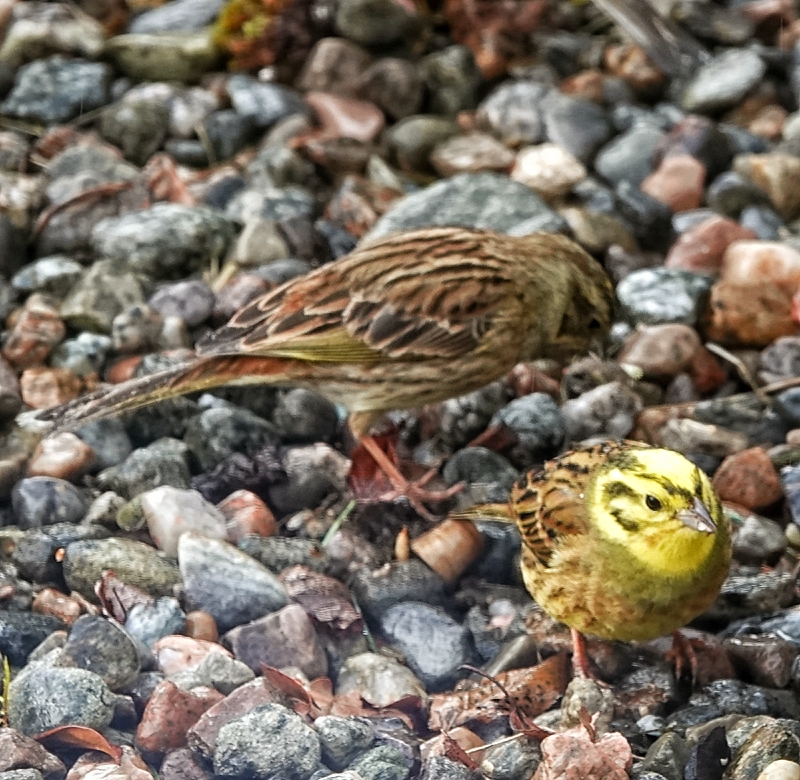 Yellowhammer