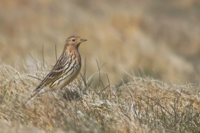 Red-throated Pipit
