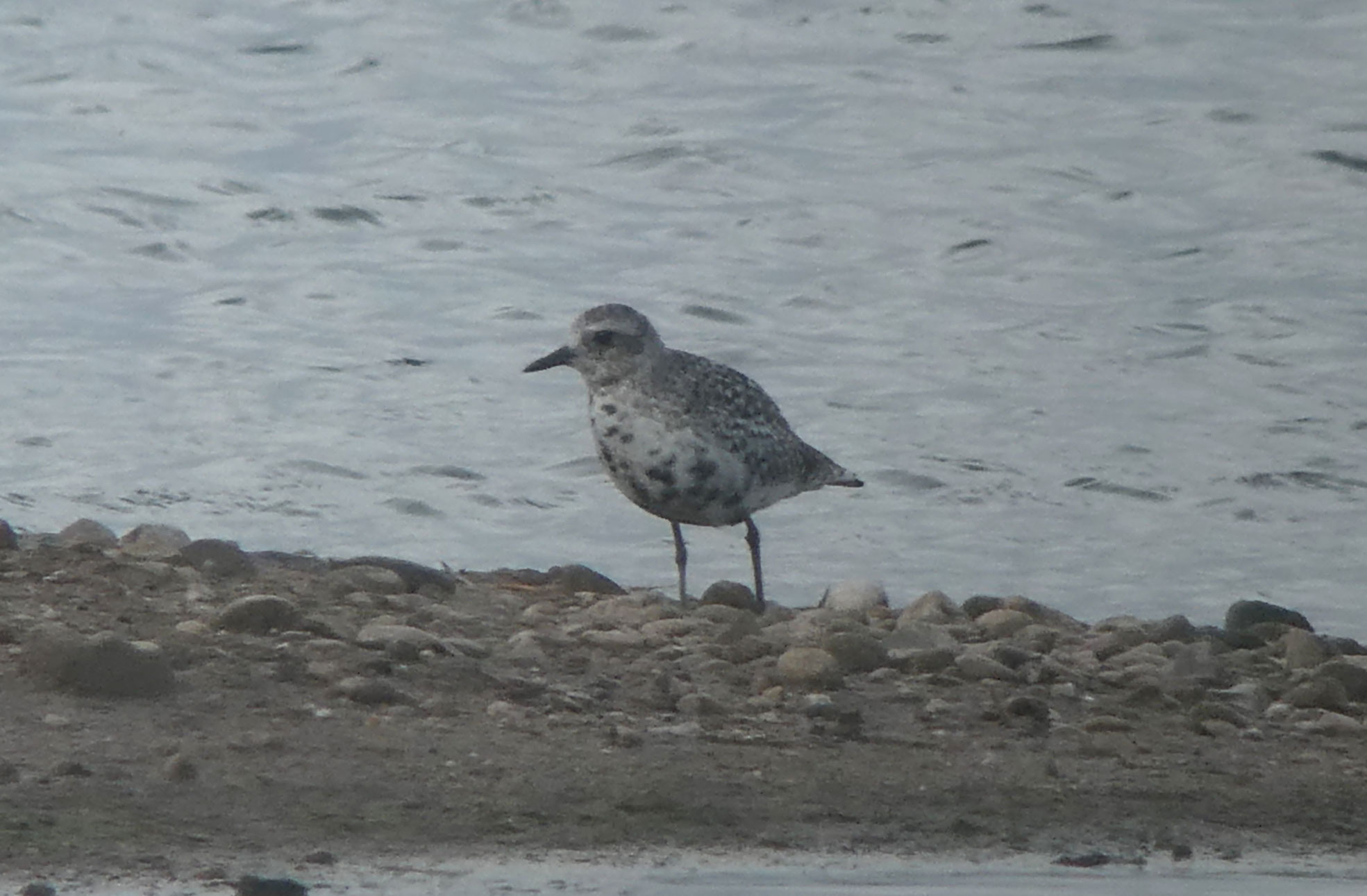 Grey Plover