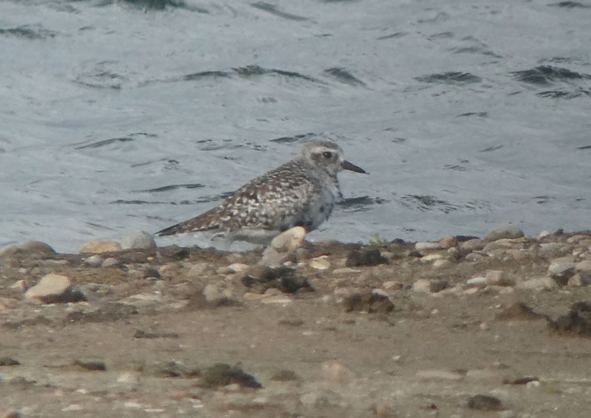Grey Plover