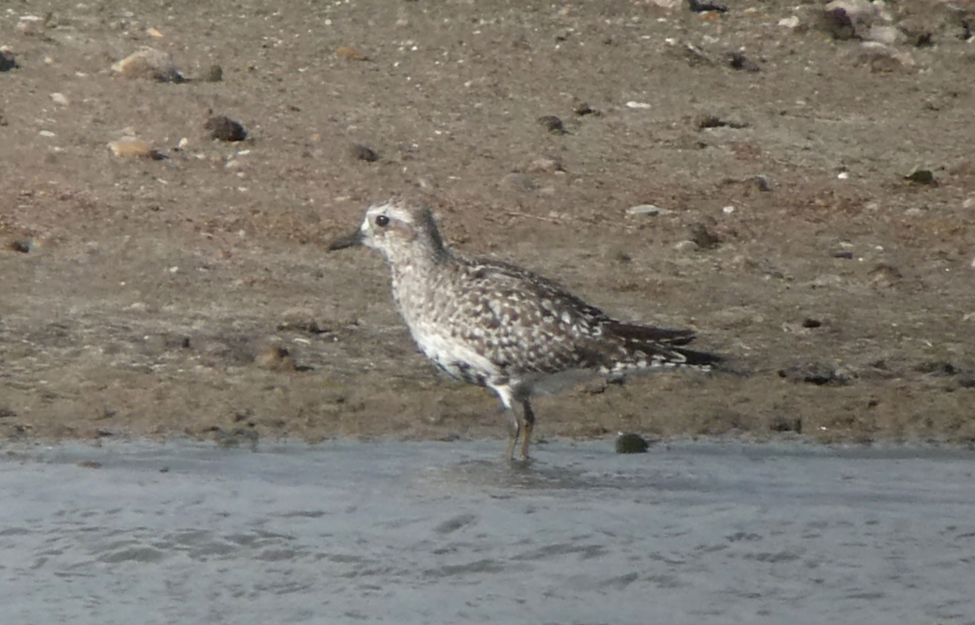 Grey Plover