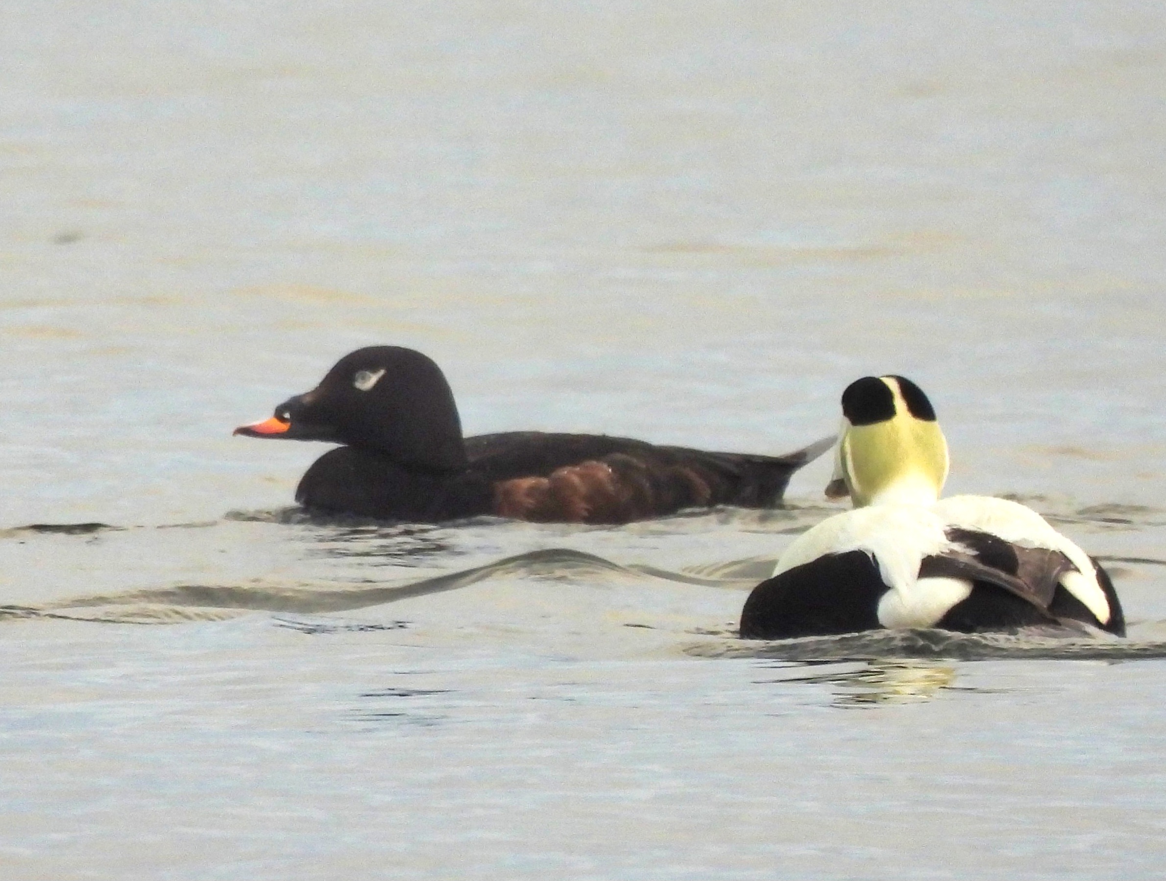 White-winged Scoter