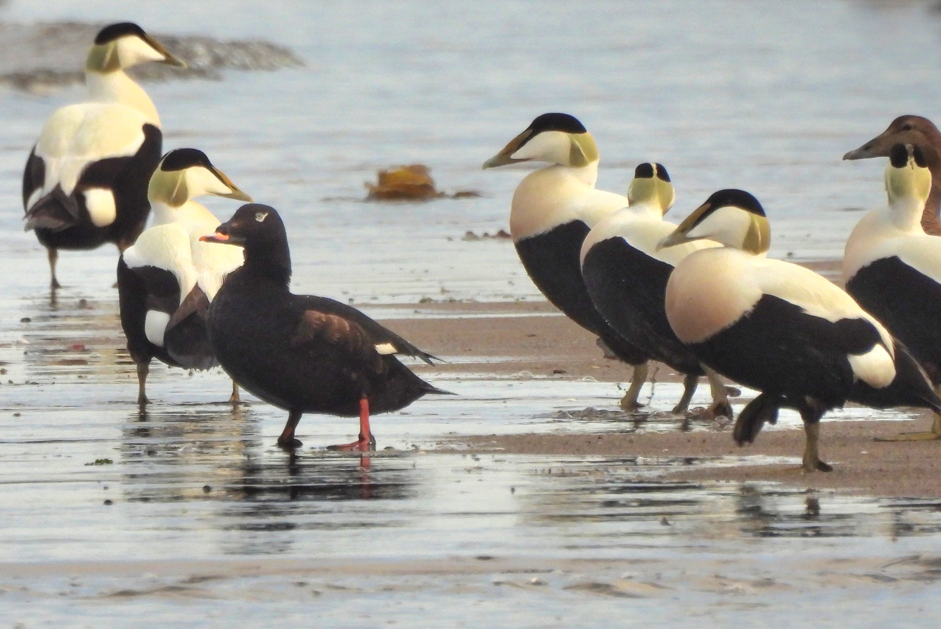 White-winged Scoter