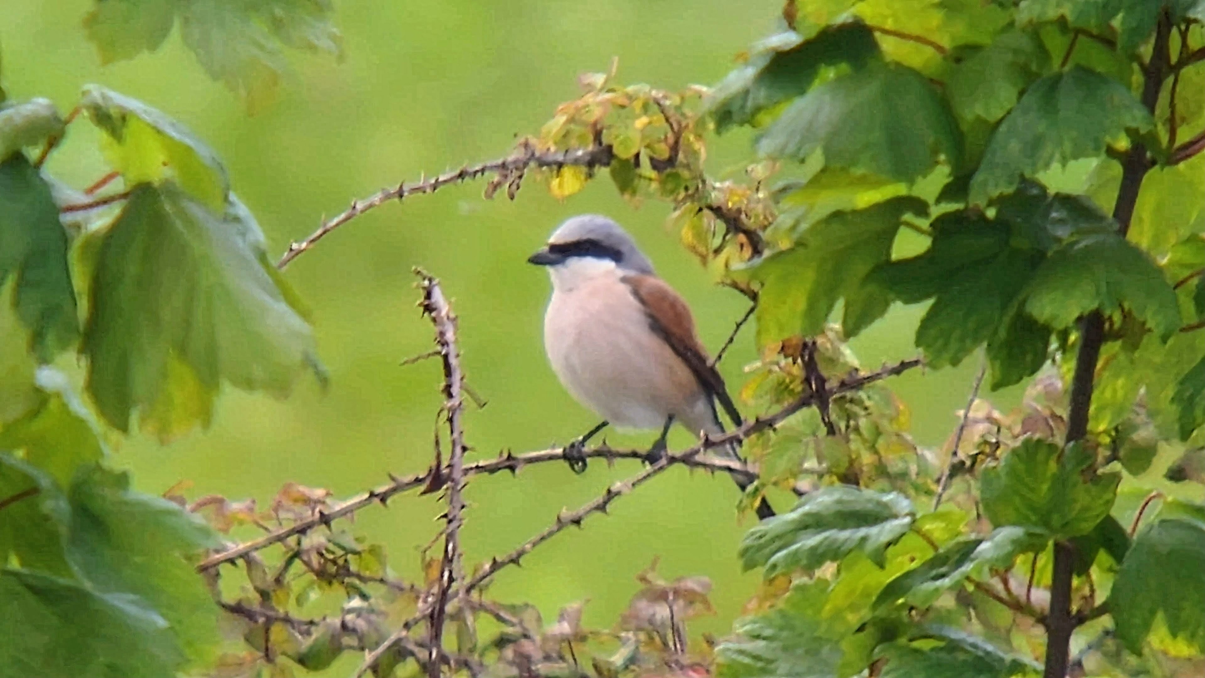 Red-backed Shrike