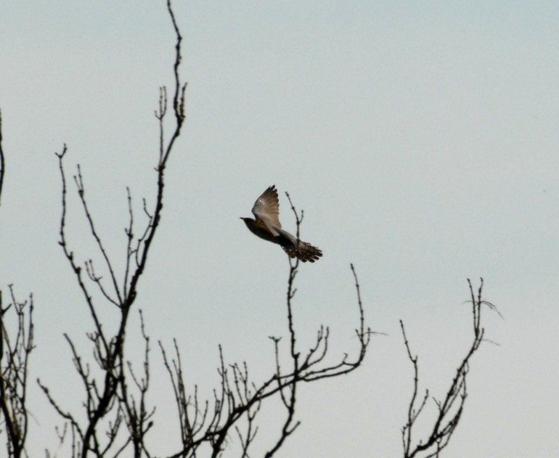 Cuckoo