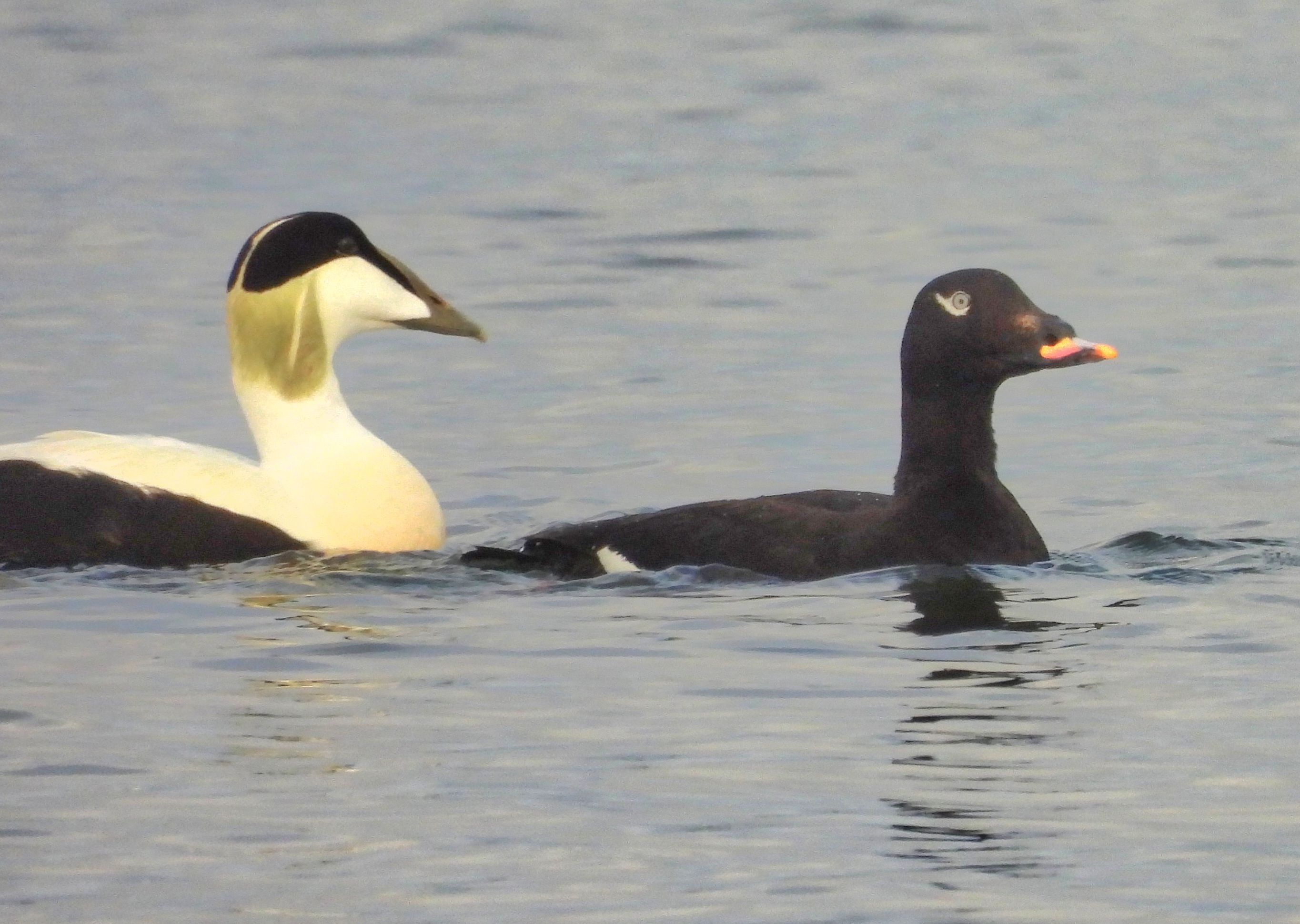 White-winged Scoter