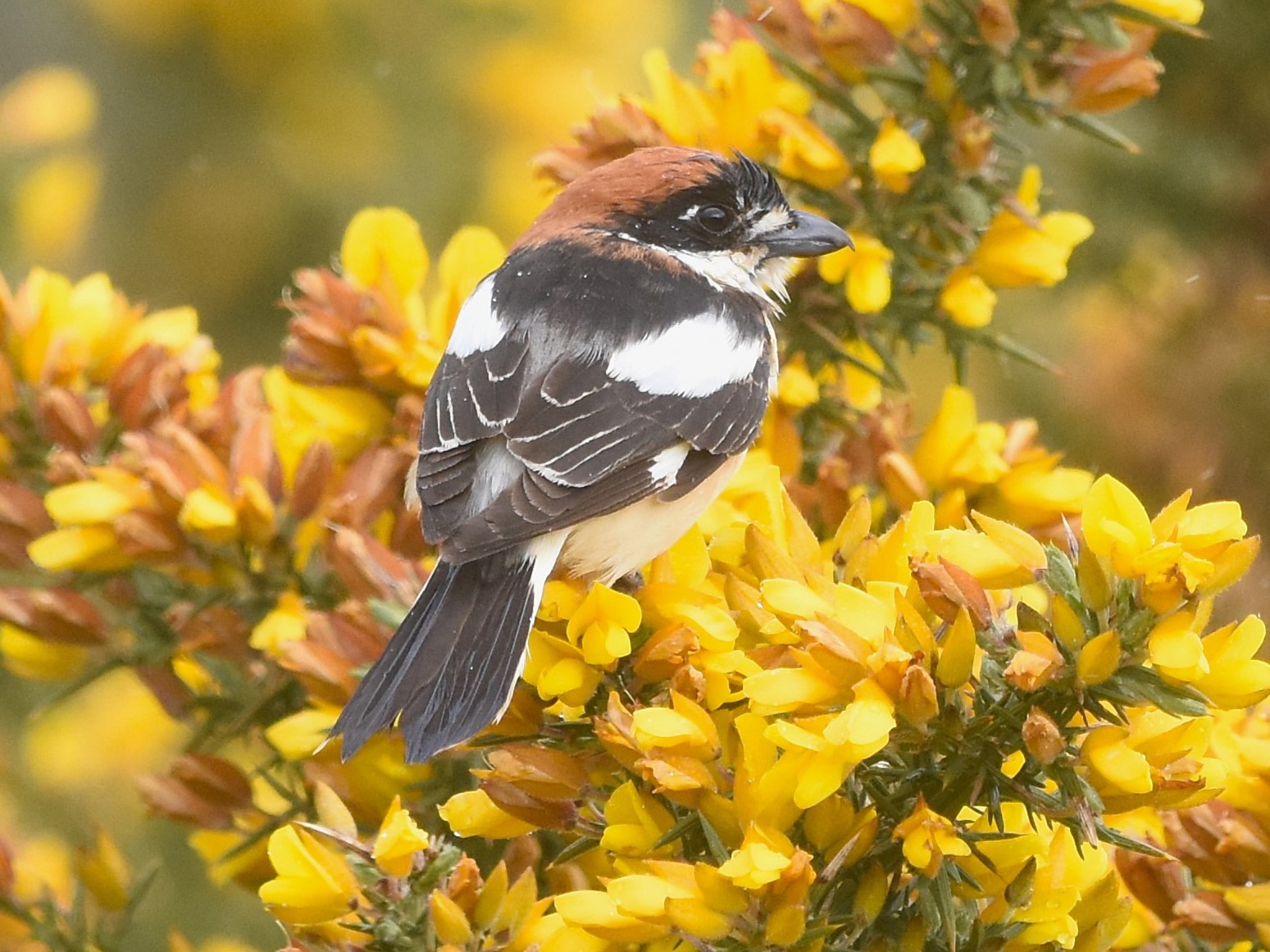 Woodchat Shrike