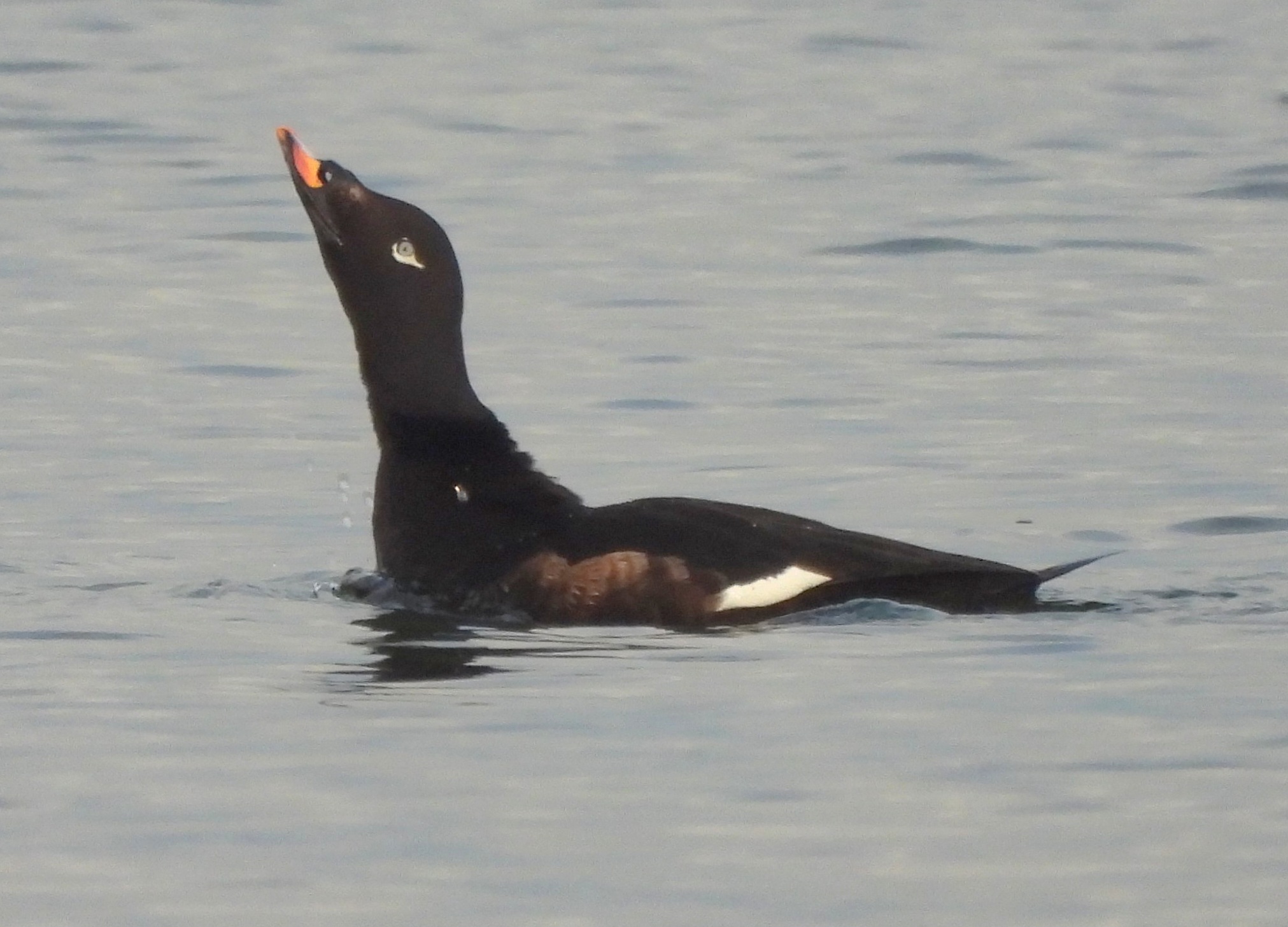 White-winged Scoter