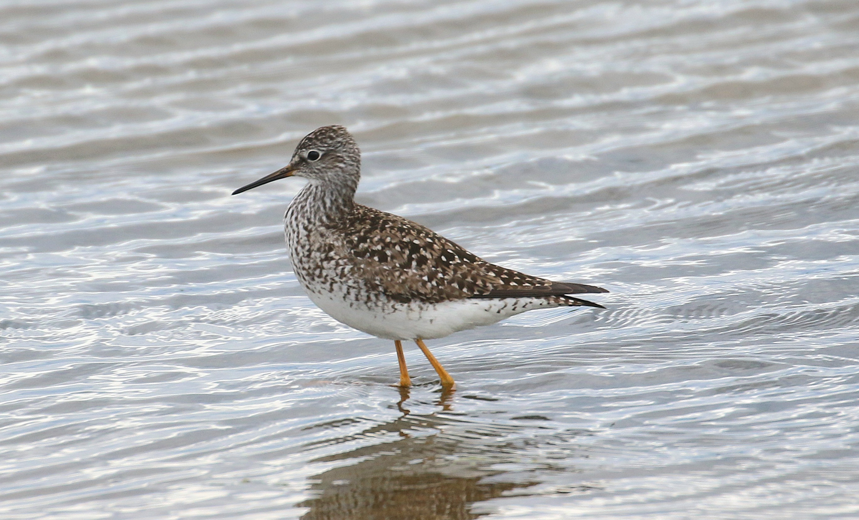 Lesser Yellowlegs