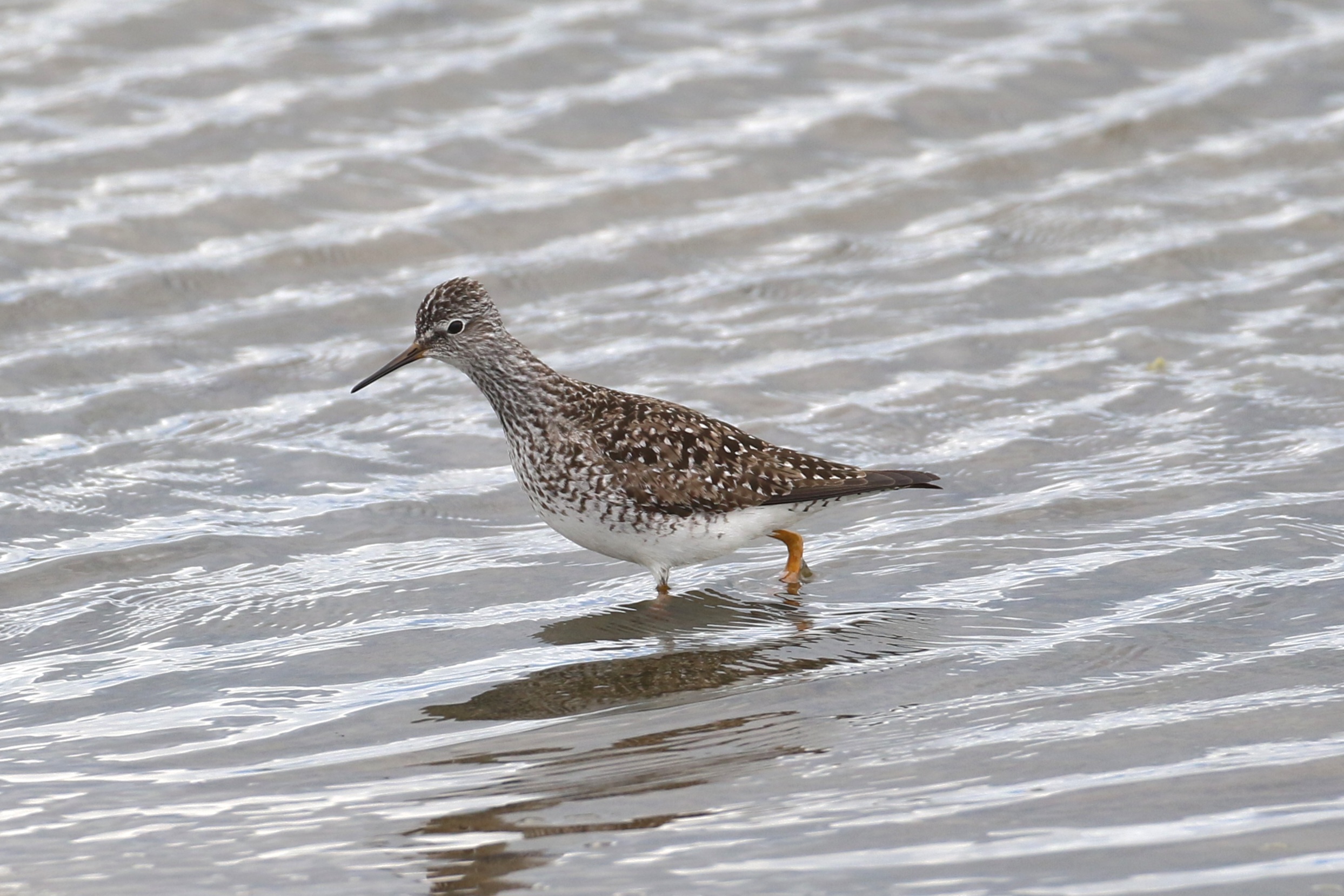 Lesser Yellowlegs