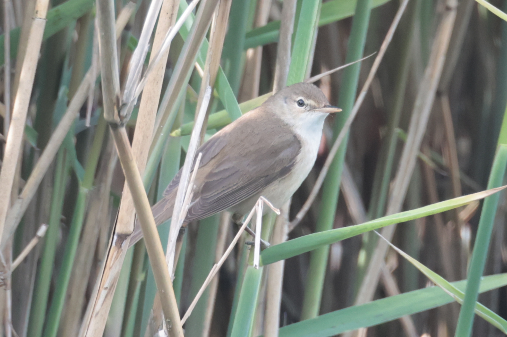 Reed Warbler