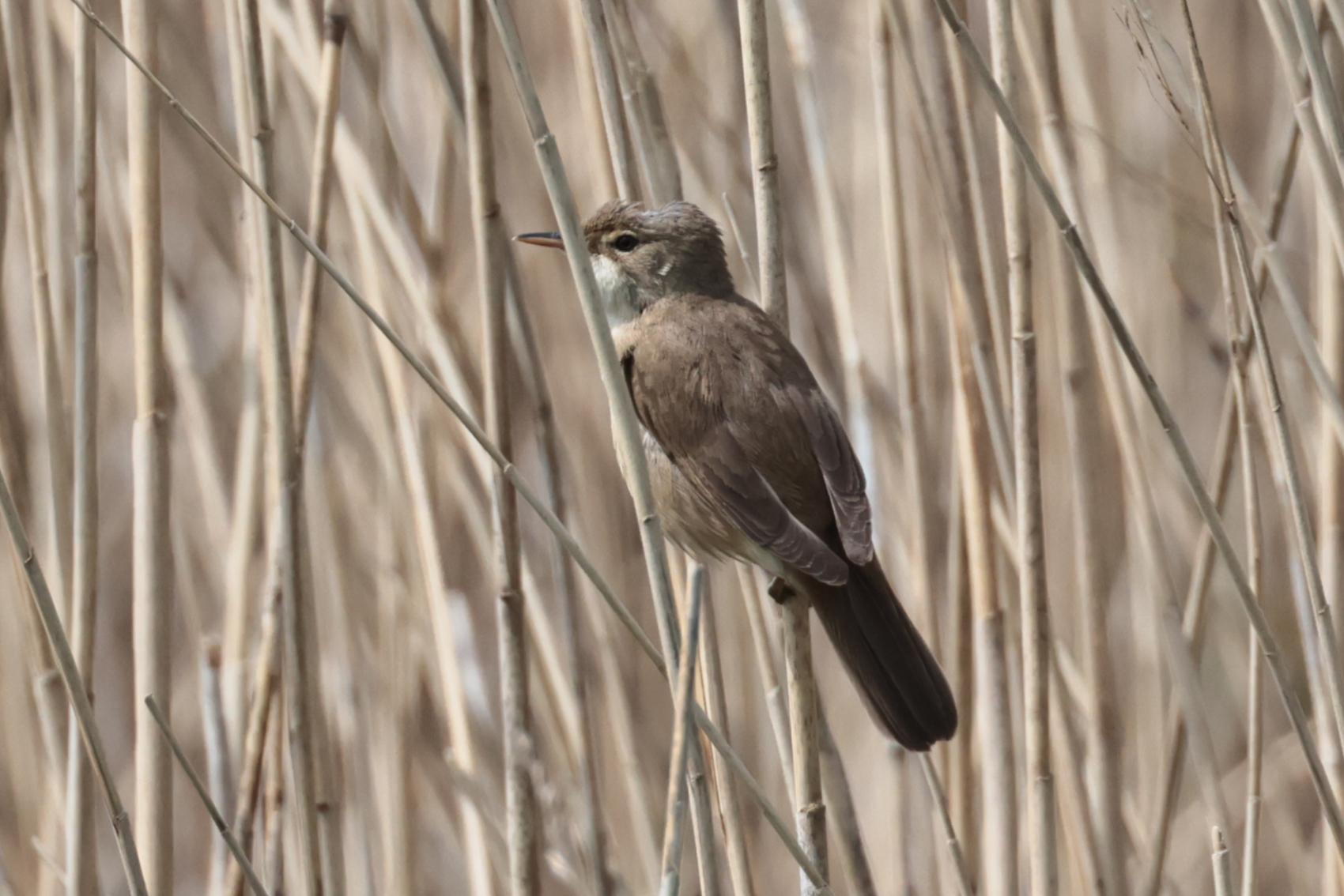 Reed Warbler