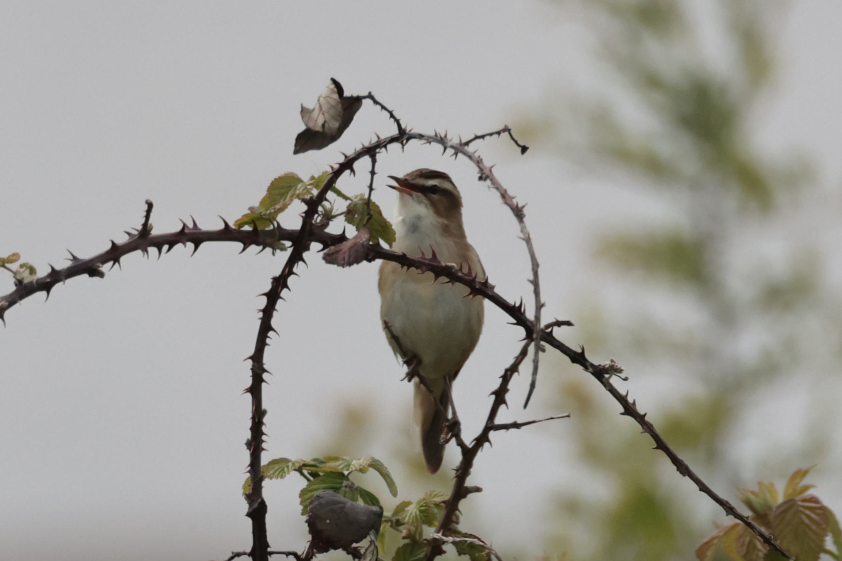 Sedge Warbler