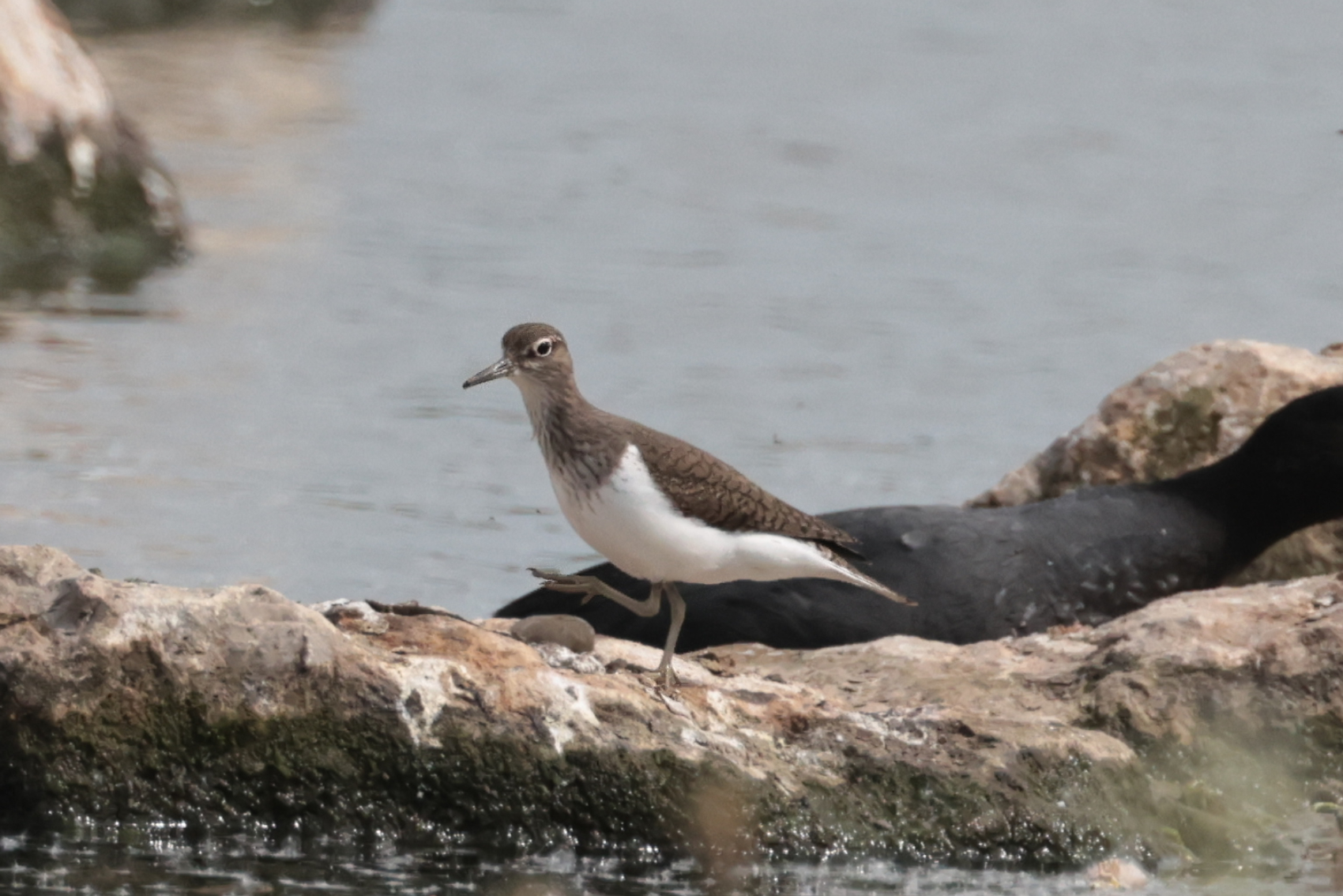 Common Sandpiper
