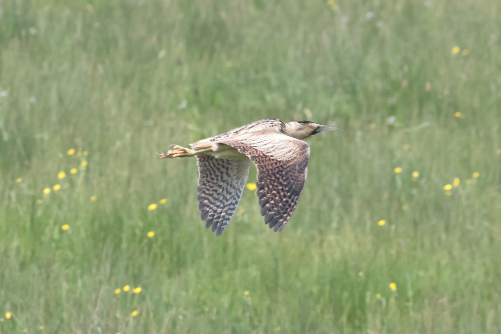 Bittern