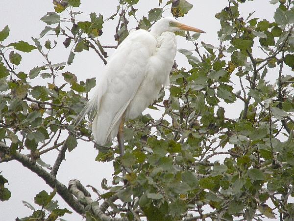 Great White Egret