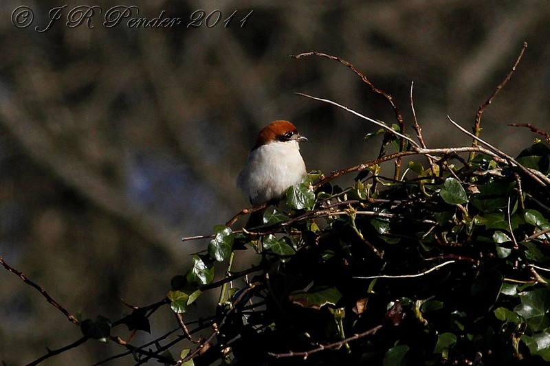 Woodchat Shrike