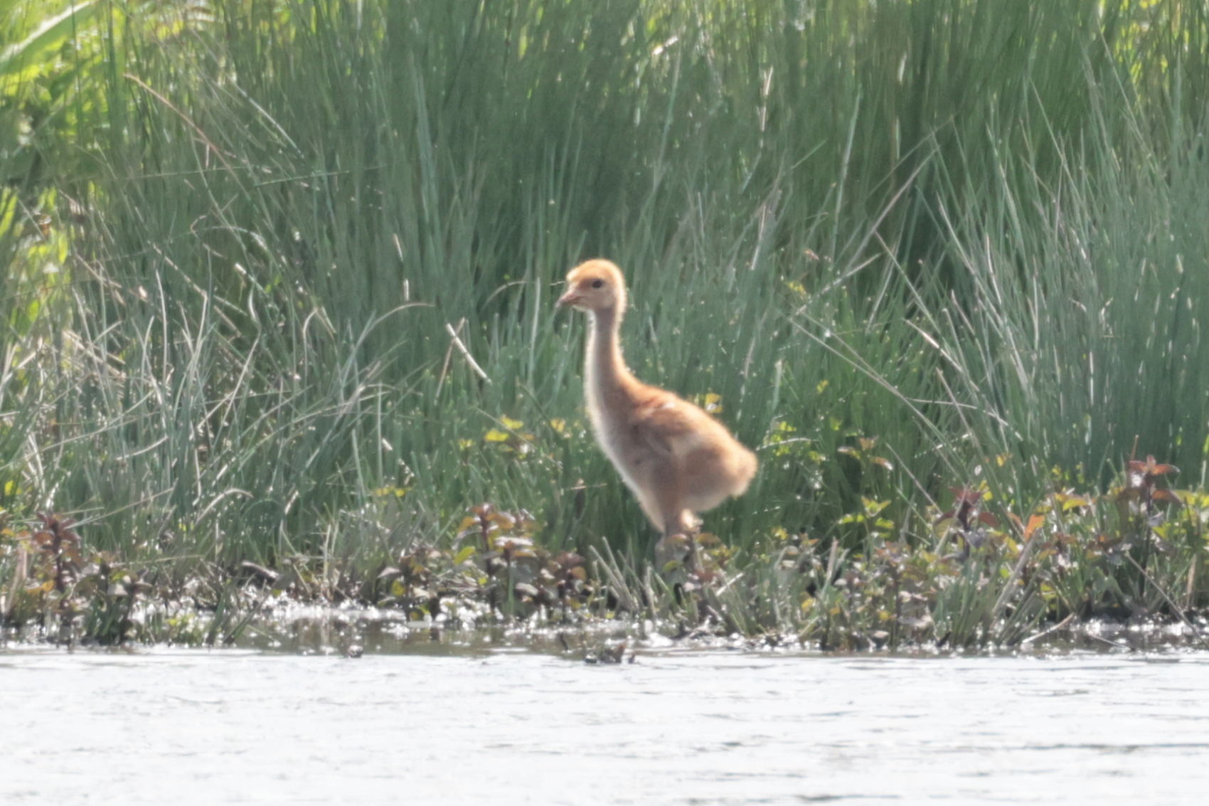 Common Crane