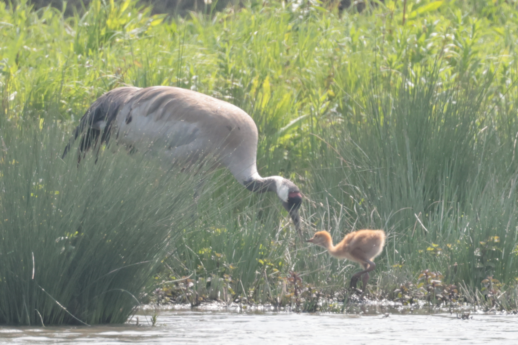 Common Crane