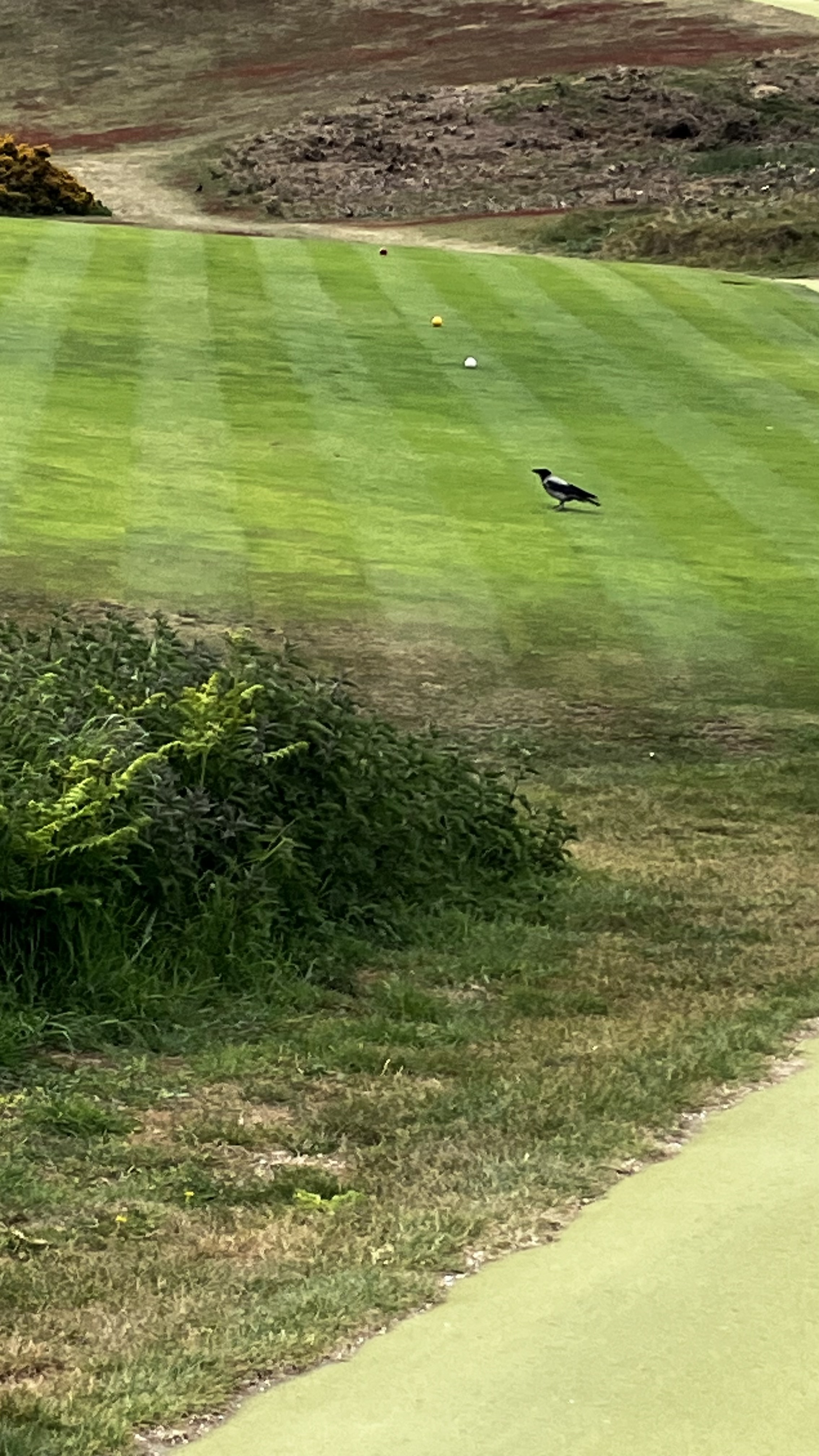 Hooded Crow