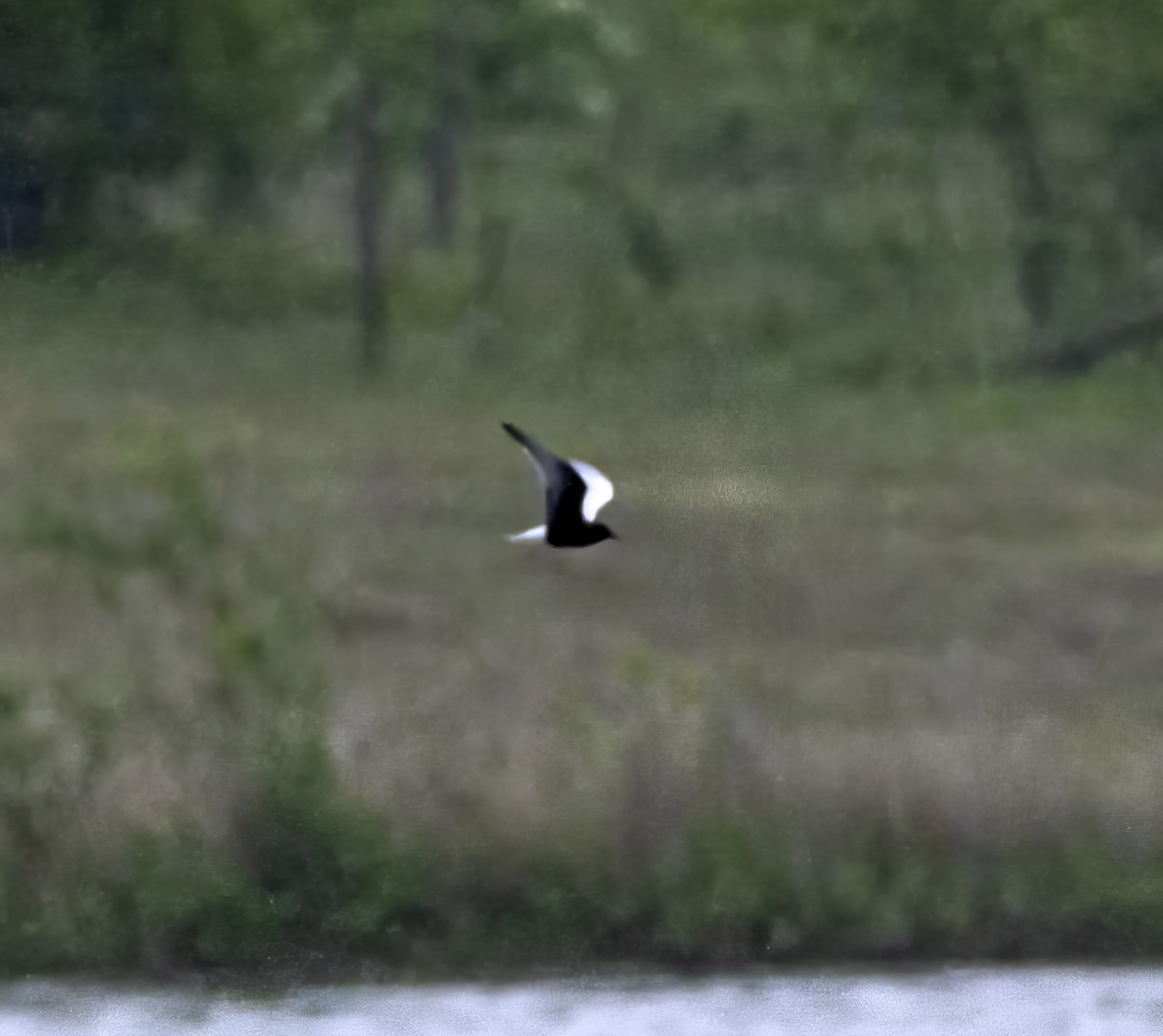 White-winged Black Tern