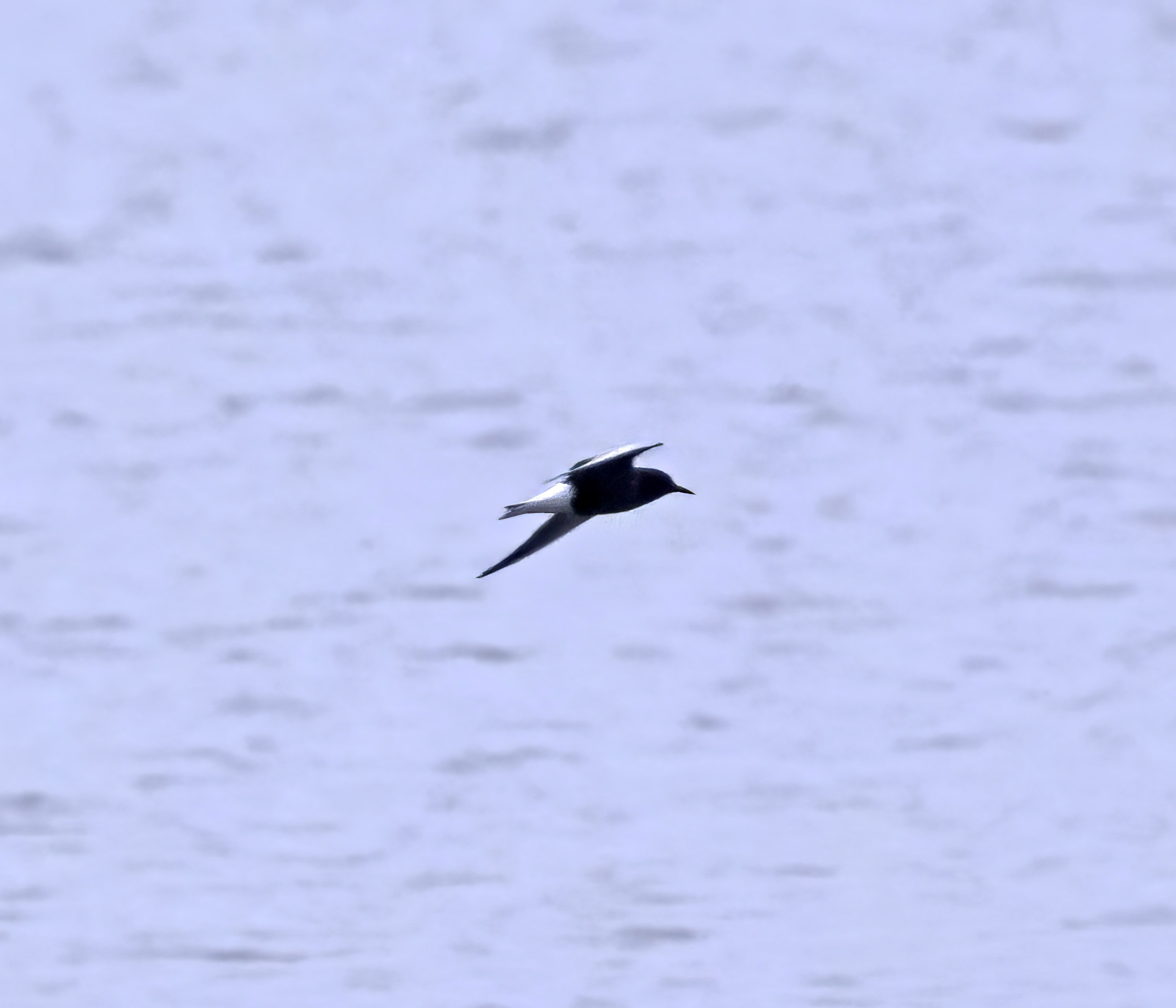 White-winged Black Tern