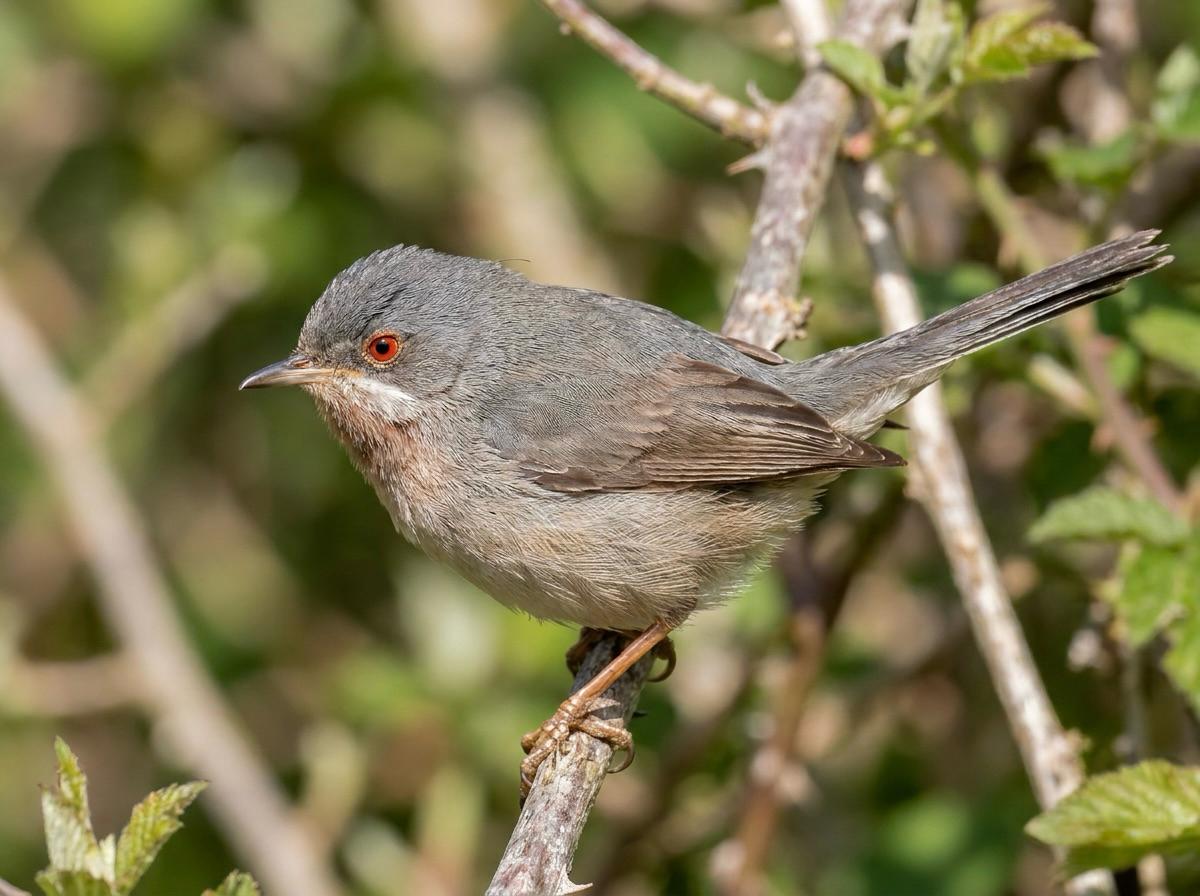 Eastern Subalpine Warbler