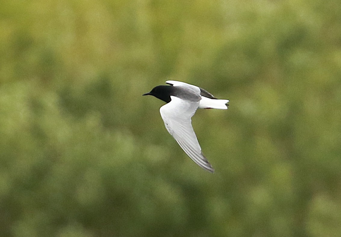 White-winged Black Tern
