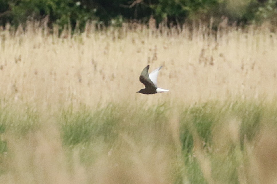 White-winged Black Tern