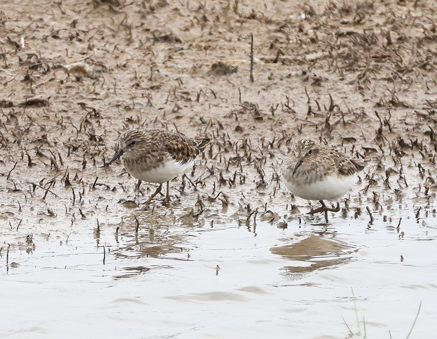 Temminck's Stint