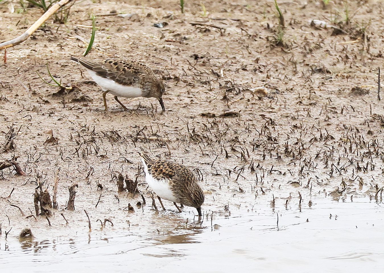 Temminck's Stint